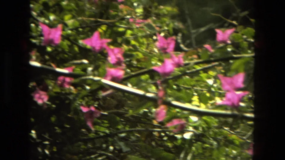 1978 Granada 8mm frame showing clustered pink flowers, green leaves, branches, and pale garden supports in sunlight.