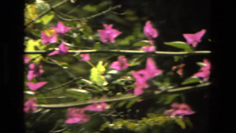 1978 Granada home-movie still with pink blossoms, green foliage, and a pale garden support running across the foreground.
