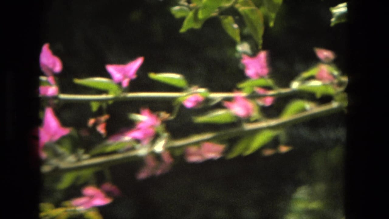 Pink bougainvillea flowers and green leaves against a dark garden background.