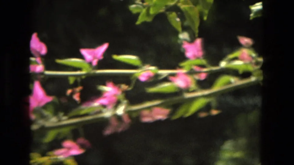 Supported 1978 Granada home-movie frame showing pink bougainvillea blooms in soft focus against dark green foliage.