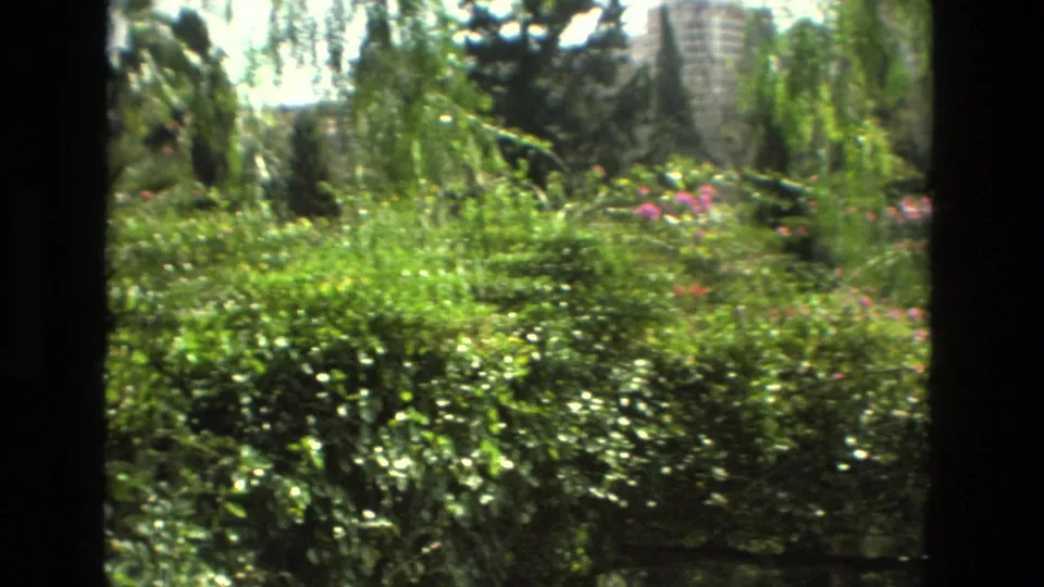 Supported Granada garden view from 1978, with dense sunlit shrubs, hanging branches, and a distant high-rise building.