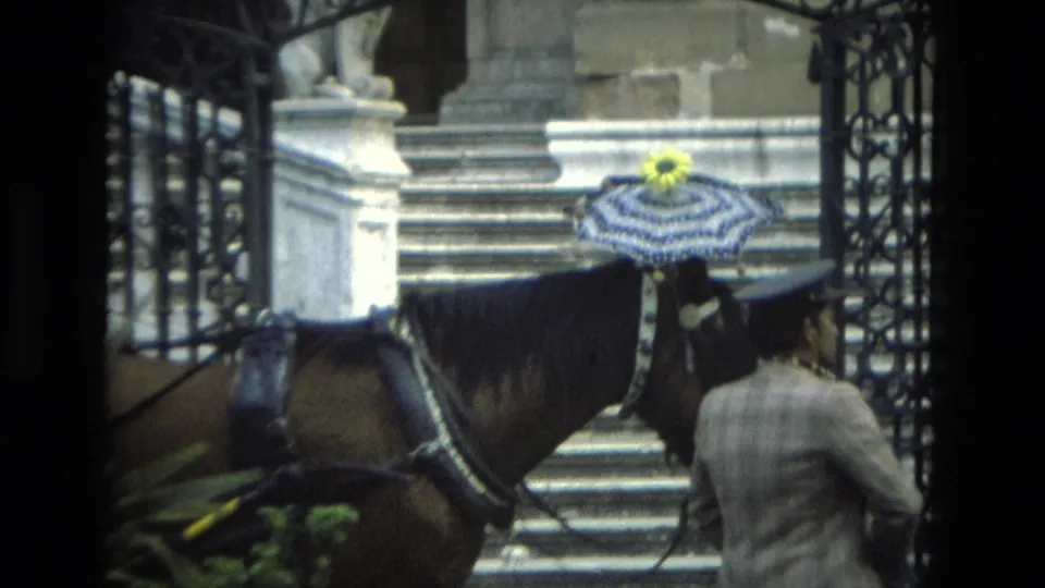 A harnessed horse wearing a blue patterned umbrella and yellow sunflower passes in front of stone steps in Granada, Spain.