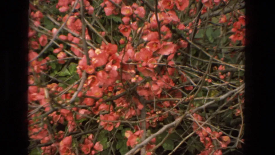 Close 8mm garden detail of red flowering blossoms on tangled branches after the Córdoba pool view.
