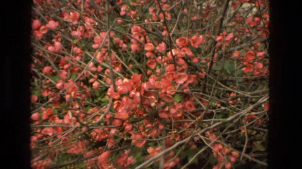 Vintage 8mm close-up of red garden flowers and branches, likely from the same Córdoba travel sequence.