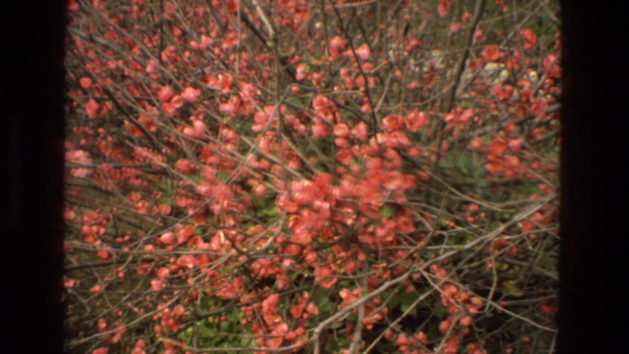 Pink blossoms and dark branches fill the frame, bordered by black film edges.