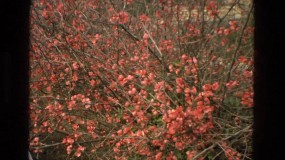 Pink flowering shrub in Cordoba, Spain, filmed in 1978 with a dark vertical border and soft 8mm color.
