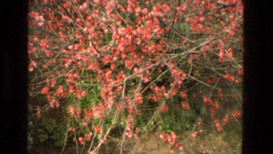 Close 8mm view of pink blossoms and tangled branches over green foliage in a 1978 Cordoba garden scene.