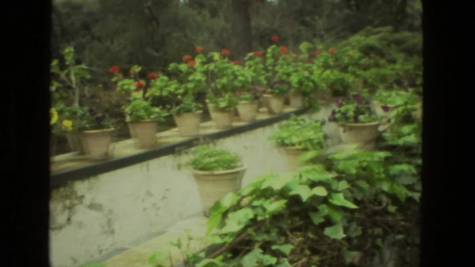 Rows of flowerpots with red blossoms sit along a plaster terrace wall in a leafy Seville garden.