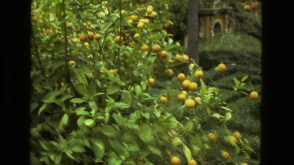 A citrus tree heavy with orange fruit fills the frame in a leafy Seville garden, with a small structure partly visible behind it.