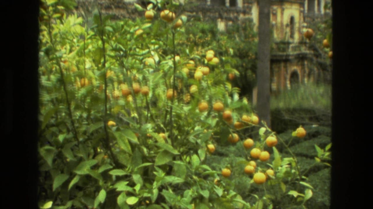 Orange trees fill a garden foreground with a stone building behind them.