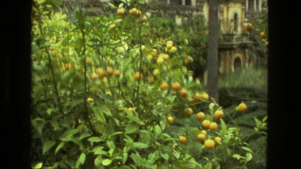 1978 8mm view in Seville showing orange trees and dense foliage before an ornate stone building.