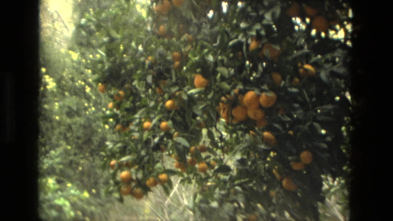 Orange tree branches with ripe fruit and green leaves in bright sun.