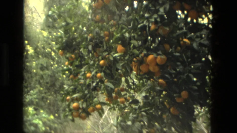 1978 Seville 8mm frame showing ripe oranges and leafy branches against a bright, soft garden background.