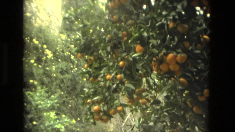 1978 Seville home-movie frame of an orange tree heavy with fruit, with soft green foliage behind it.