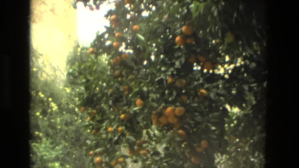 1978 Seville 8mm frame with orange-laden branches in front of dense sunlit greenery.