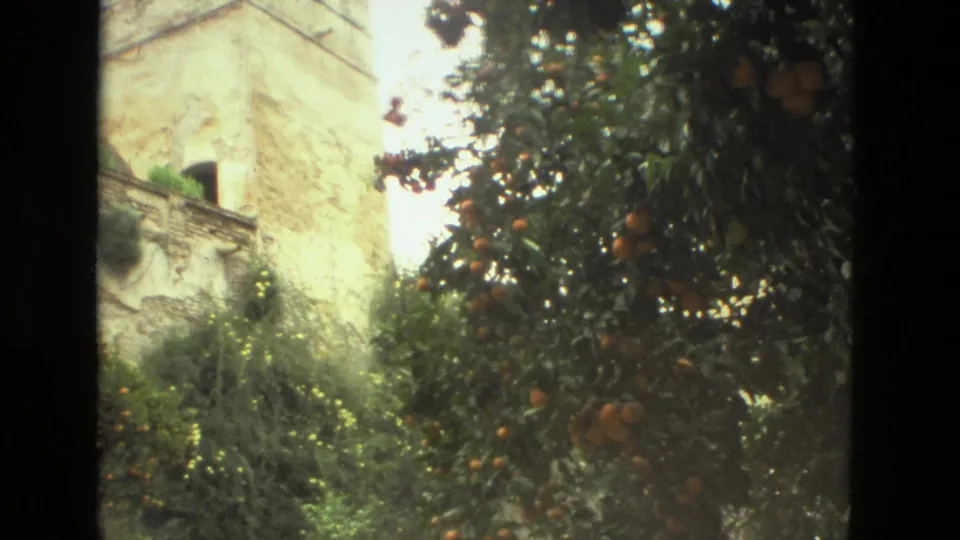 1978 Seville frame showing an orange tree beside a weathered old building wall partly visible through foliage.