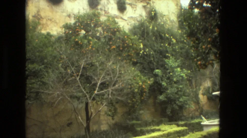 1978 Seville garden frame with dense shrubs, bare branches, trimmed hedges, and an old stone or plaster wall.