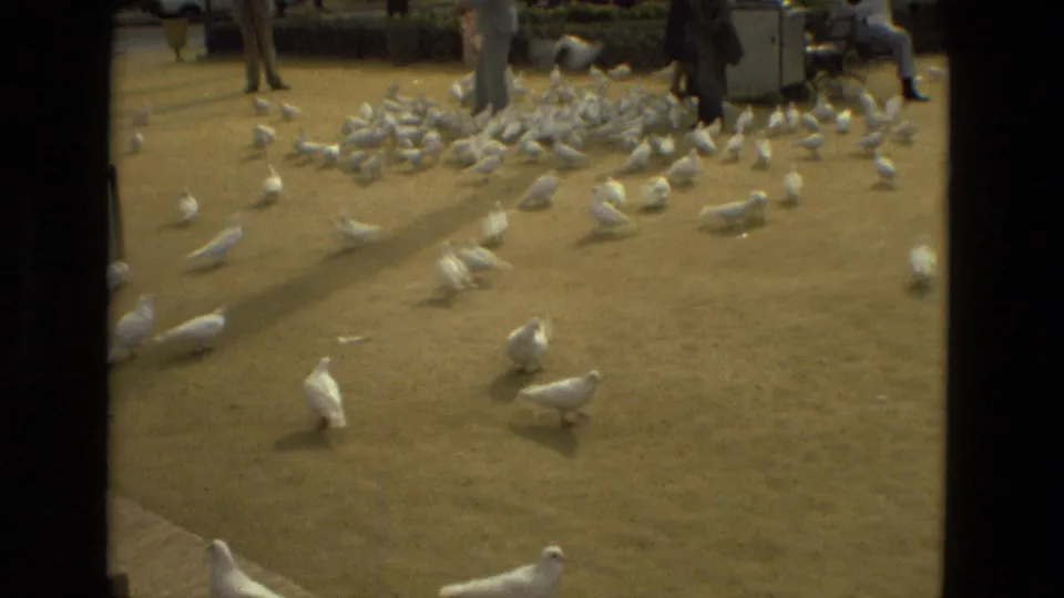 A broad view of white pigeons scattered across a Madrid park path in 1978, with people partly visible around the edge of the frame.