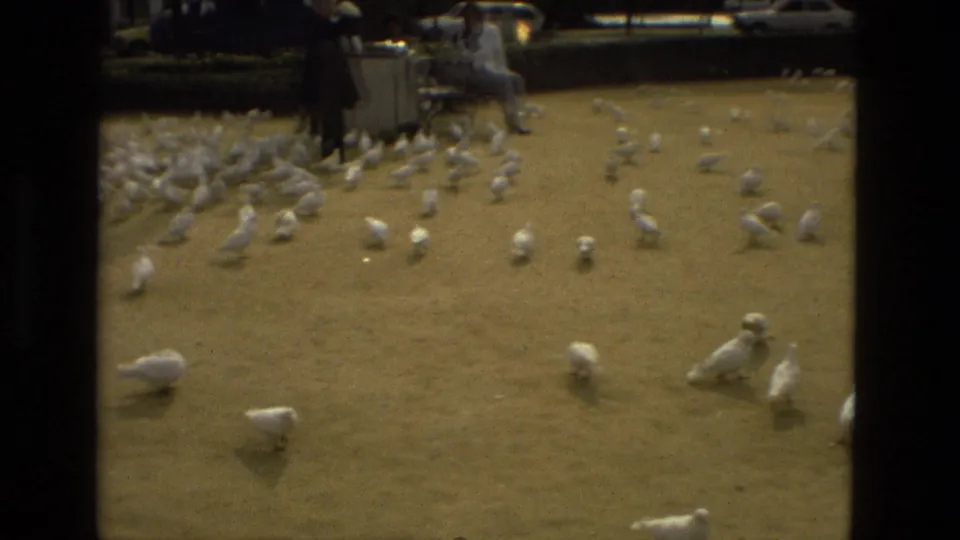 White pigeons move across the ground in a Madrid park, while partial figures and a small table appear along the upper edge of the frame.