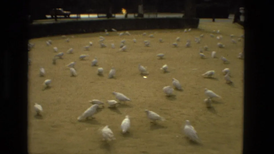 A wider 1978 Madrid park view shows scattered white pigeons across the sunlit ground, with a low hedge and people in the background.
