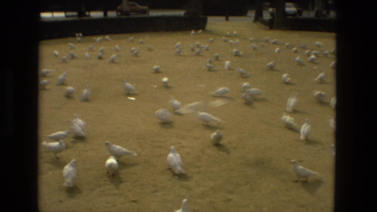 White doves scattered across a paved square with parked cars in the background.