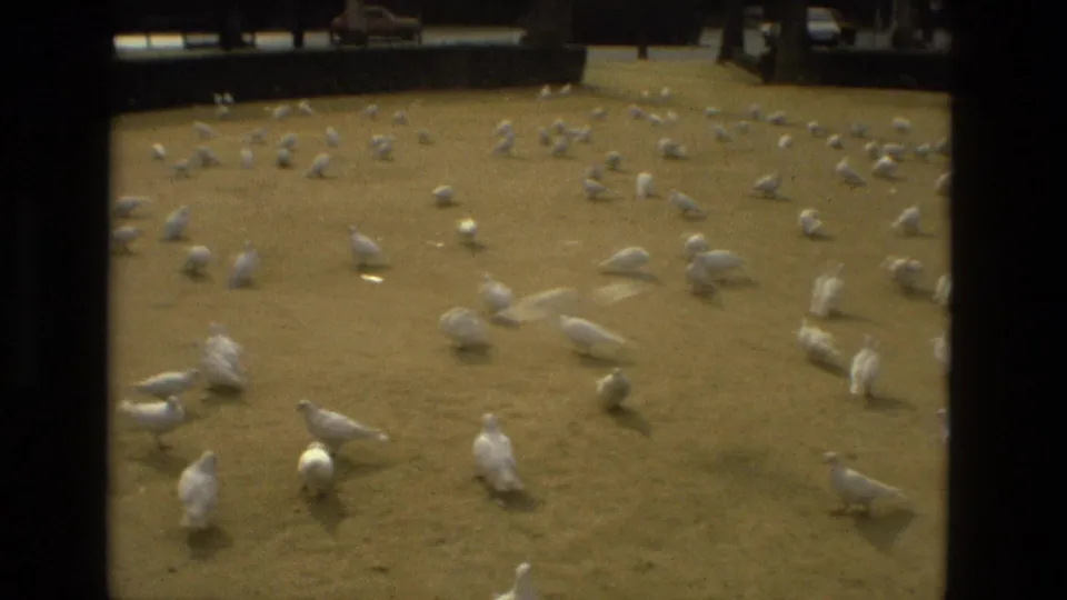 1978 Madrid home-movie frame showing many white doves spread across a paved public square with cars beyond the open area.