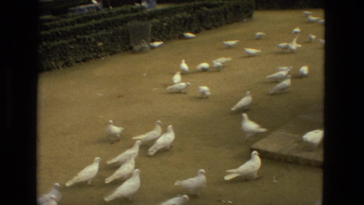White doves spread across a sandy park path near clipped hedges.