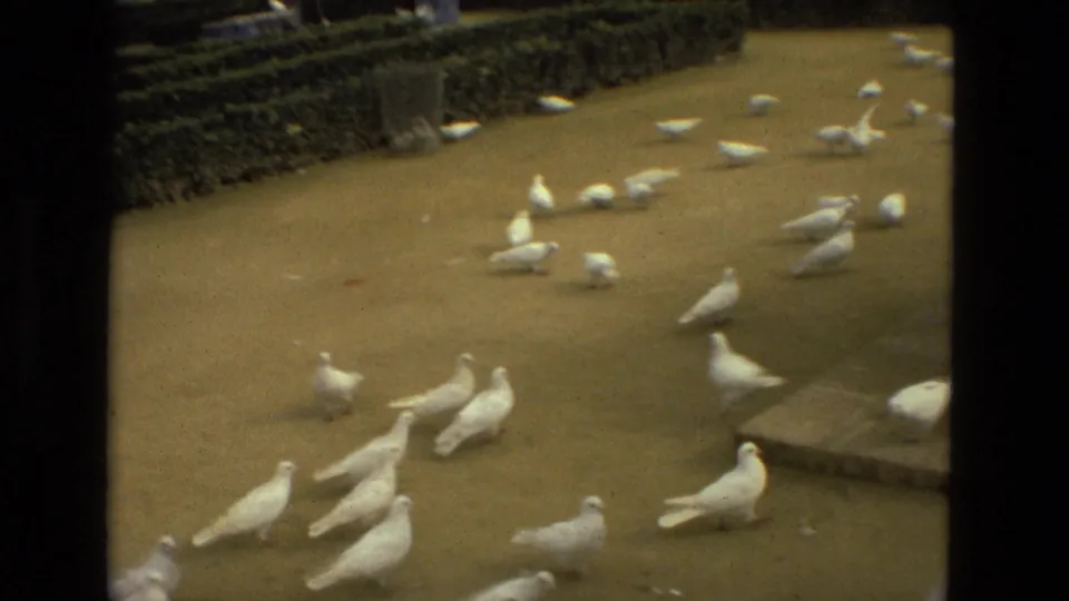 White doves gather and move across a sandy path in a Madrid park, with clipped hedges and trees behind them.