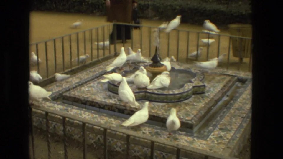 Doves stand and flutter around a decorative tiled fountain, with park paths and hedges visible beyond the railing.
