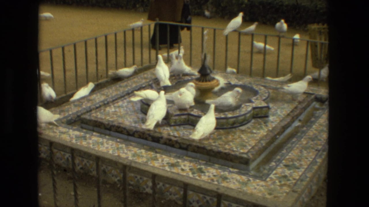 White pigeons gathered around a mosaic-tiled fountain with railing and sandy ground behind.