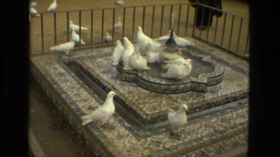 White pigeons shift around the tiled fountain, with one bird in motion near the edge in 1978 Madrid footage.
