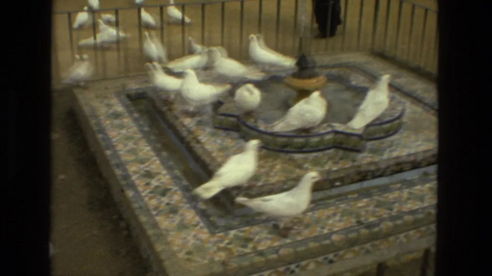 A cluster of white pigeons surrounds the tiled basin, with motion blur from birds moving through the Madrid home-movie scene.