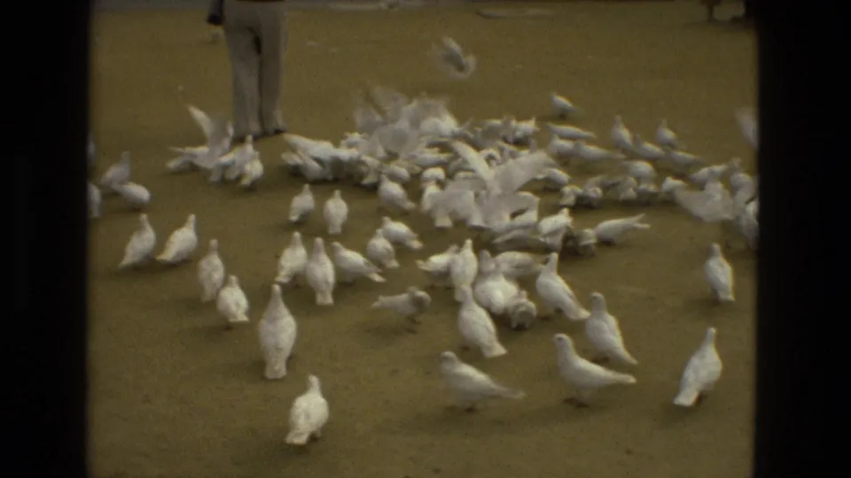White pigeons scatter across the paved ground near the lower legs of a person in 1978 Madrid home-movie footage.