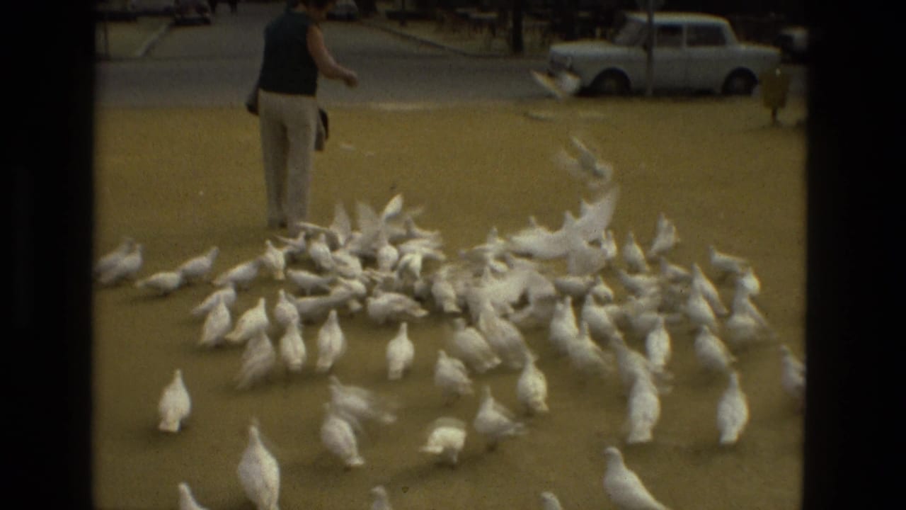 Woman feeding a large flock of white pigeons in a paved urban square.
