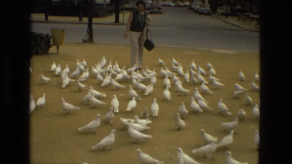 White pigeons spread across the foreground while a woman stands partly behind them in 1978 Madrid park footage.