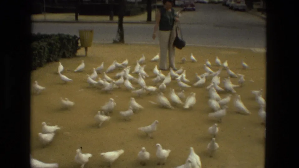 A woman stands near a shifting flock of white pigeons on a paved Madrid park surface, with street and greenery in the background.