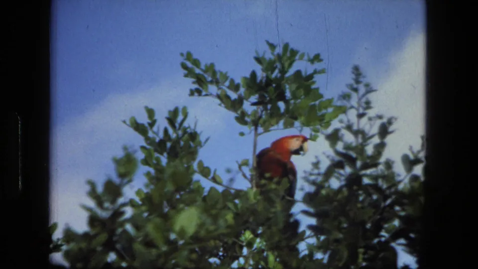 A colorful parrot perches in leafy branches against a bright blue sky in the closing shot of the 1979 Manaus home movie.