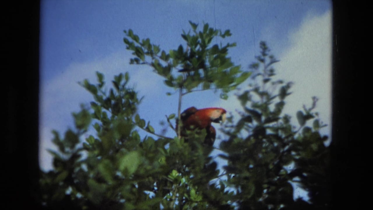 Red parrot perched among leafy branches against blue sky.