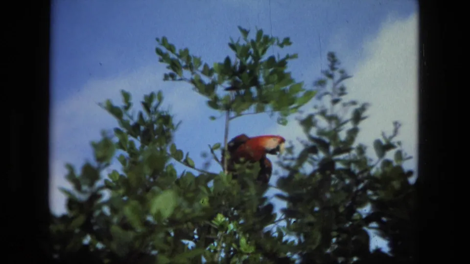 A red parrot sits partly hidden in a leafy tree against blue sky in 1979 Manaus home-movie footage.