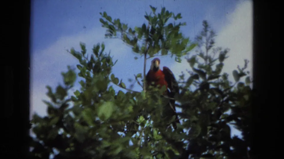 The parrot is more upright in the treetop, framed by leaves and blue sky in the Manaus 8mm footage.