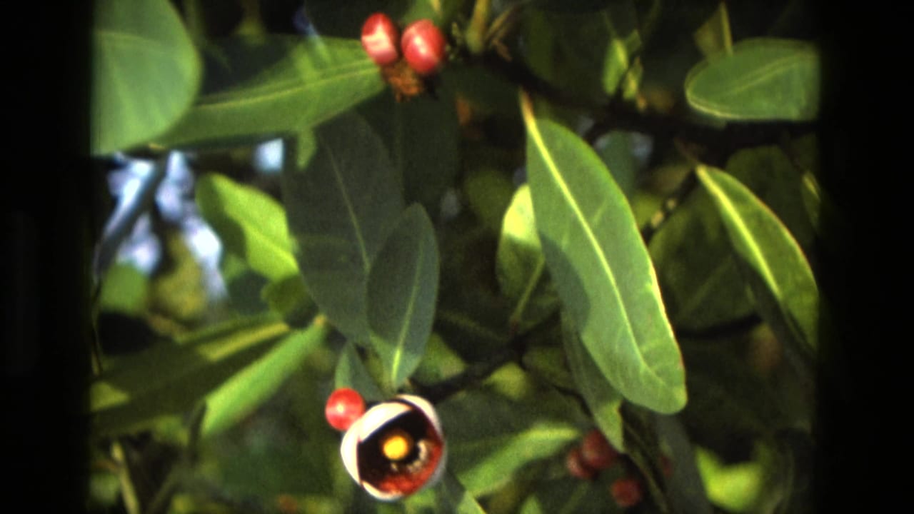 Close-up of glossy green leaves, red berries, and a small white flower in sunlight.