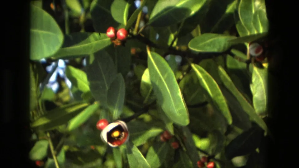 1979 Manaus 8mm close-up of green foliage, red berries, and a white flower with a yellow-orange center, partly softened by focus.
