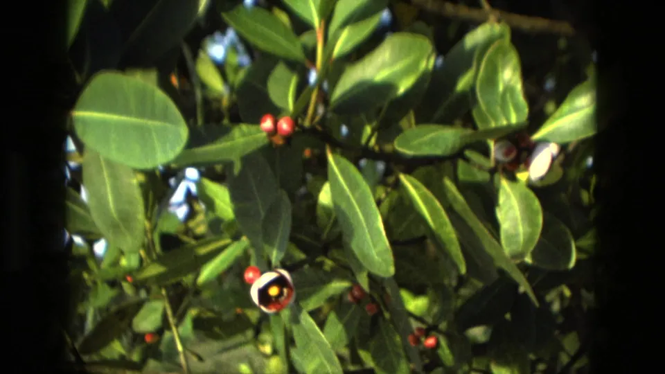 1979 Manaus home-movie frame of a leafy tropical bush, red berries or buds, and a small white flower in mixed sun and shade.