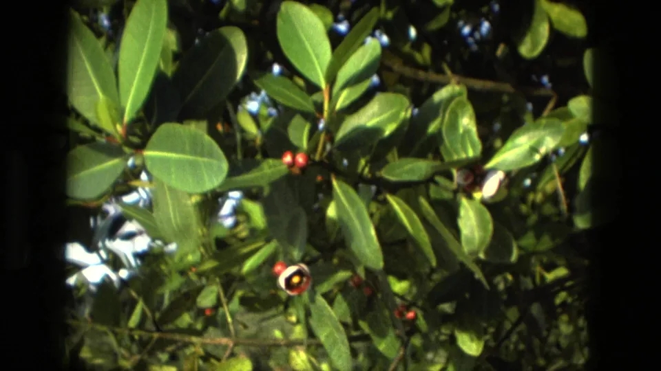 1979 Manaus 8mm frame showing dense tropical foliage with red berries and a small white flower, seen through soft grain and contrast.