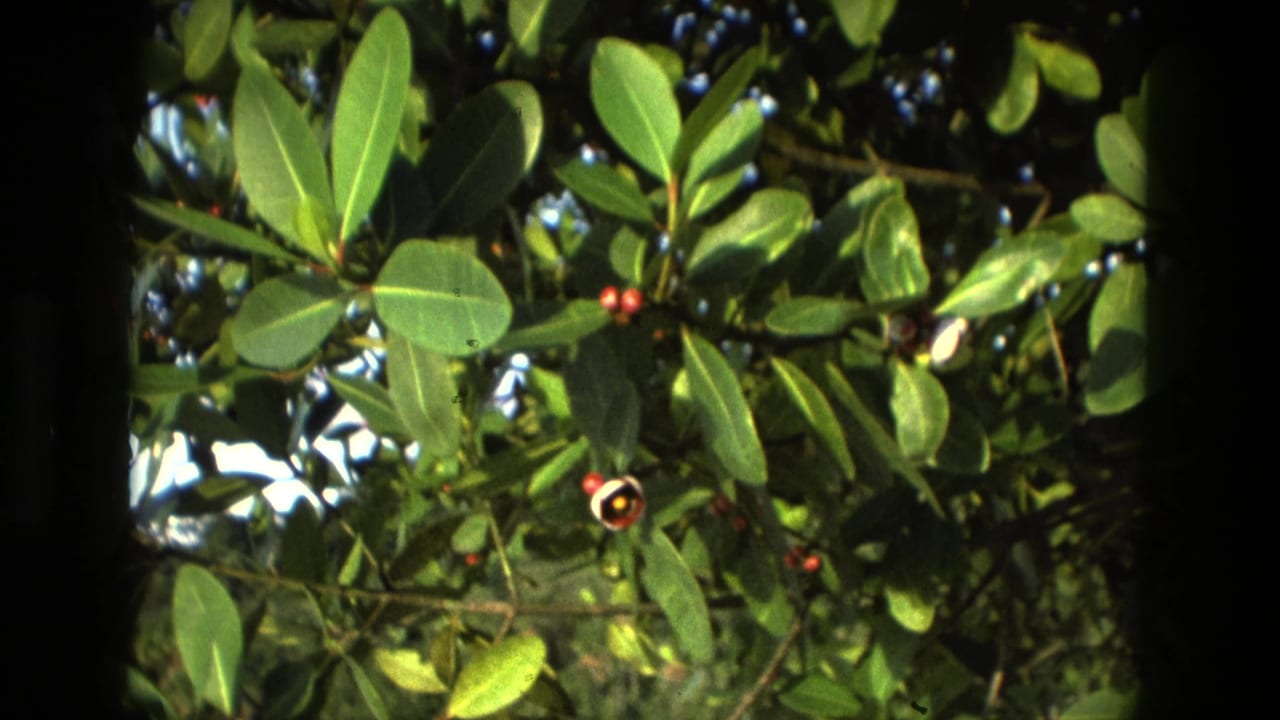 Glossy green tropical leaves with small red berries in close view.