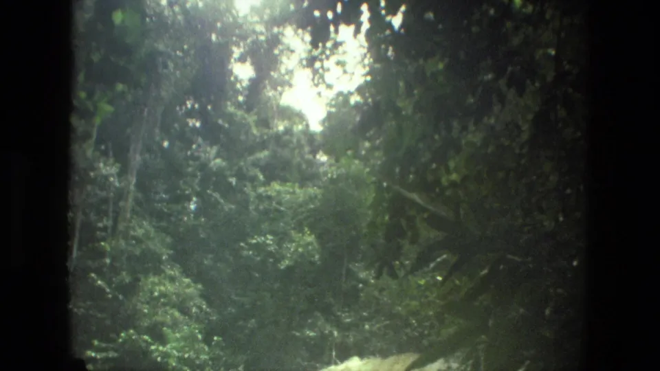 1979 8mm Manaus, Brazil frame looking into dense rainforest foliage with bright daylight filtering through the canopy.