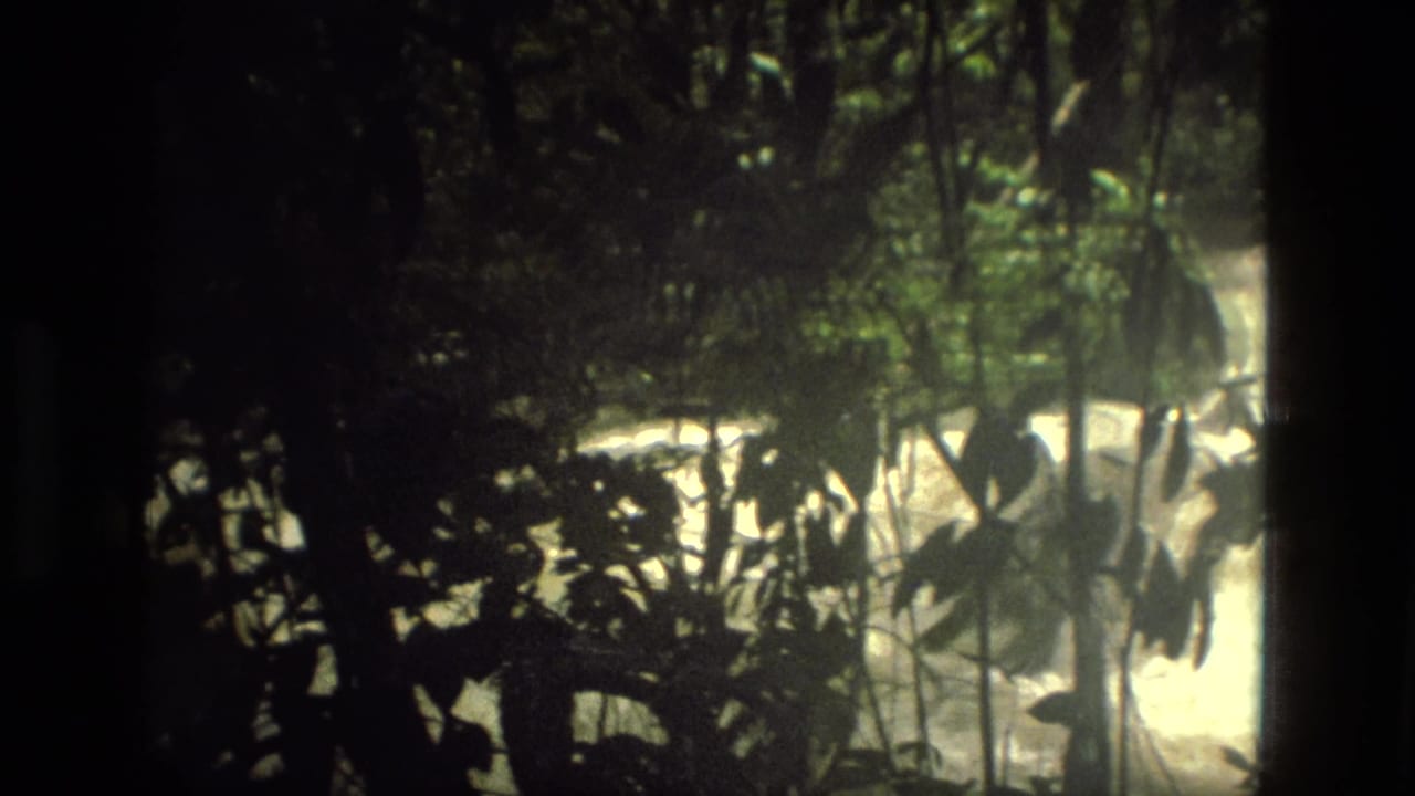 Bright, muddy rapids in Manaus, Brazil, framed by silhouetted jungle plants on 8mm film.