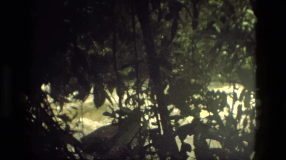 A shaded jungle foreground nearly covers the view of pale rapids along the Manaus river margin.
