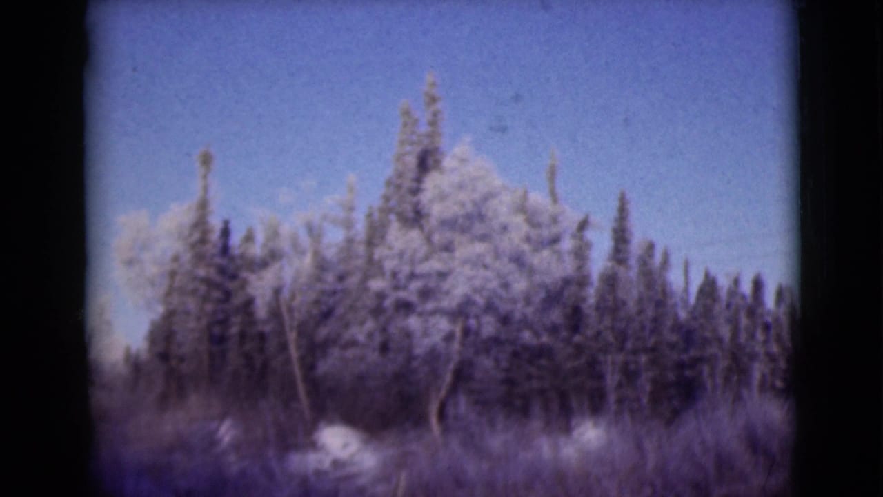Snow-covered evergreen trees and winter brush beneath a blue sky.
