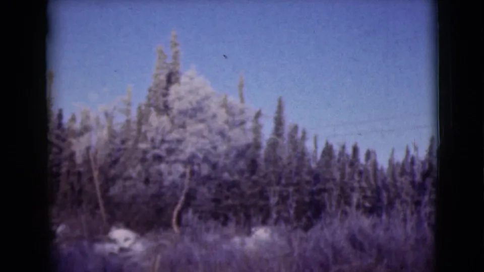 1946 Alaska home-movie view of dense snow-covered trees and brush, framed by visible 8mm film edges.
